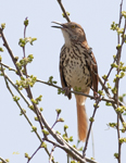 Catbird Mockingbird Thrashers
